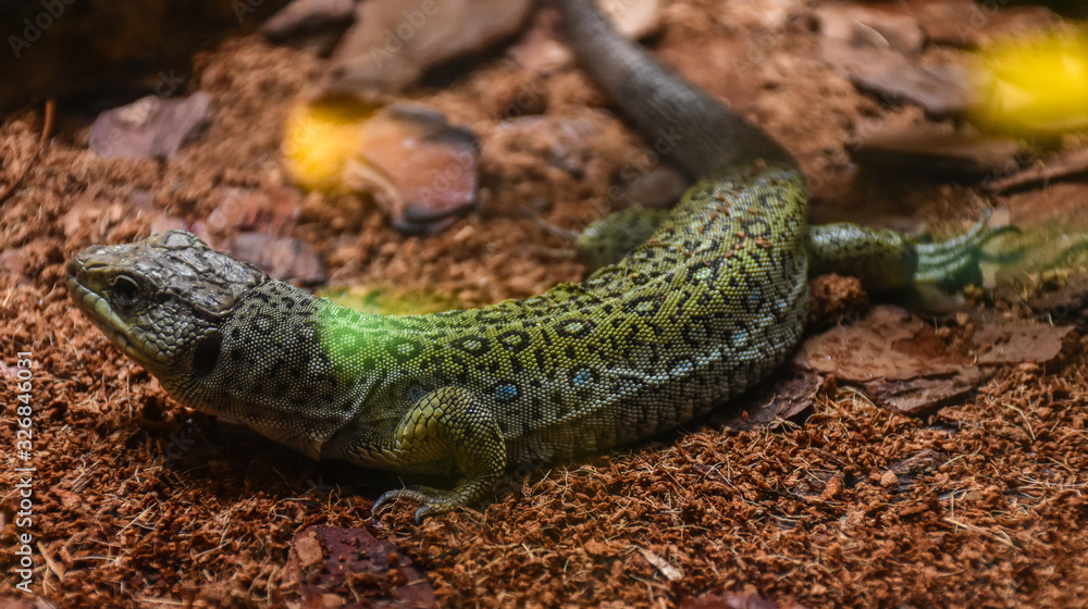 Fototapeta premium Skin greenish