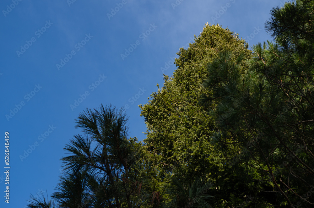 trees and blue sky trees and blue sky