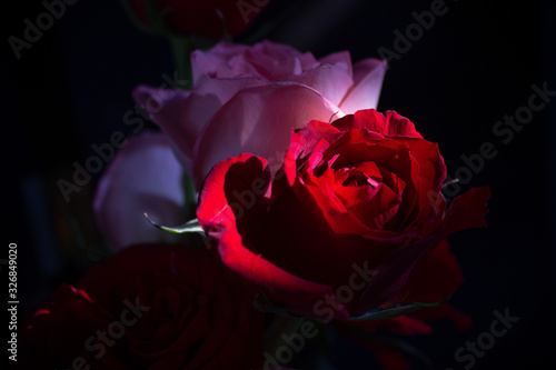 bouquet of roses lights and shadows