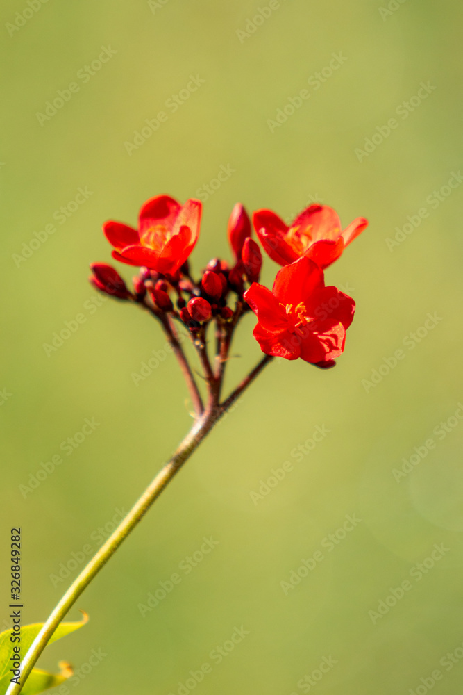 Red flowers of tropical milkweed, close-up, defocused background. Red flowers of tropical milkweed, close-up, defocused background.