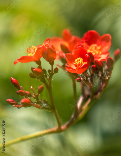 Red flowers of tropical milkweed, close-up, defocused background.