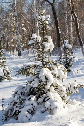 Pine trees in the snow in winter against a blue sky.