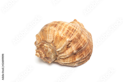 Big sea shell isolated on a white background.