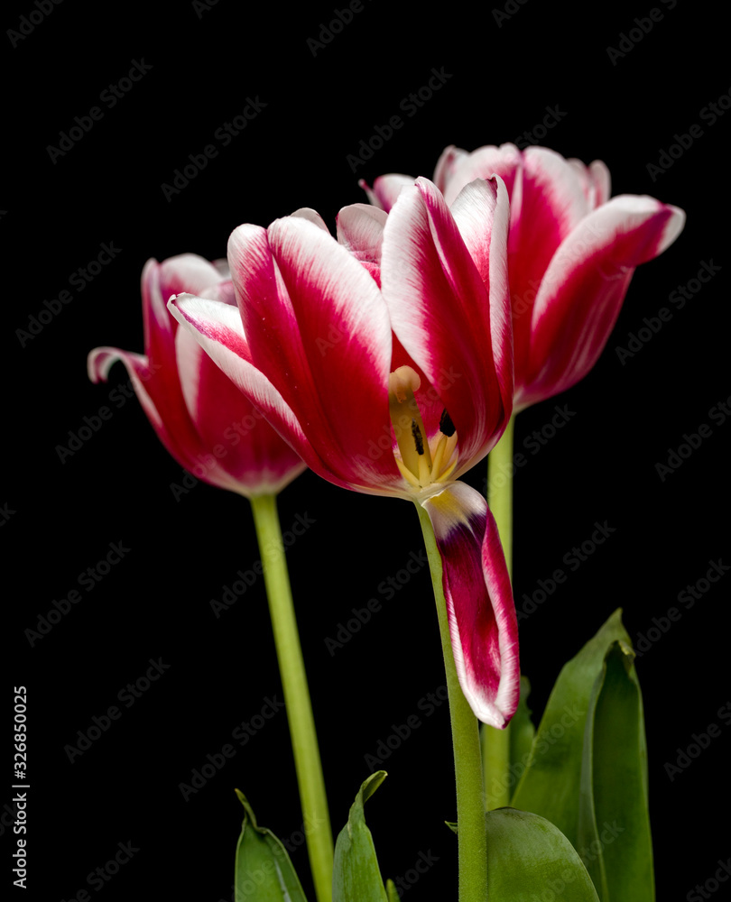 Tulip. Beautiful bright flower tulip flower pink white on a black background, close-up. Tulip. Beautiful bright flower tulip flower pink white on a black background, close-up.