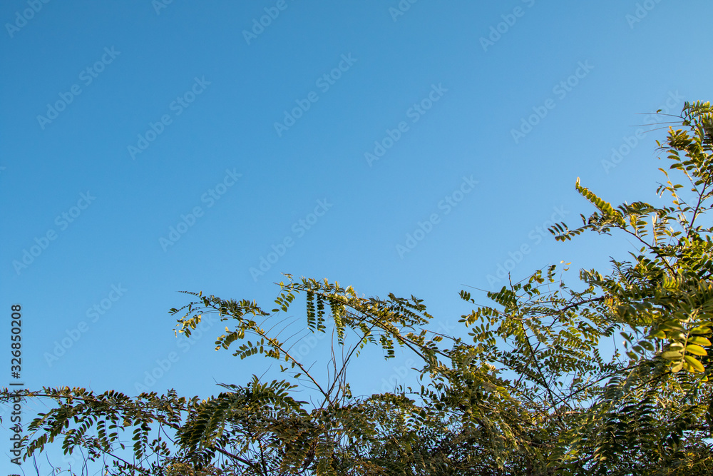 Green leaves of acacia against the blue sky. Green leaves of acacia against the blue sky.