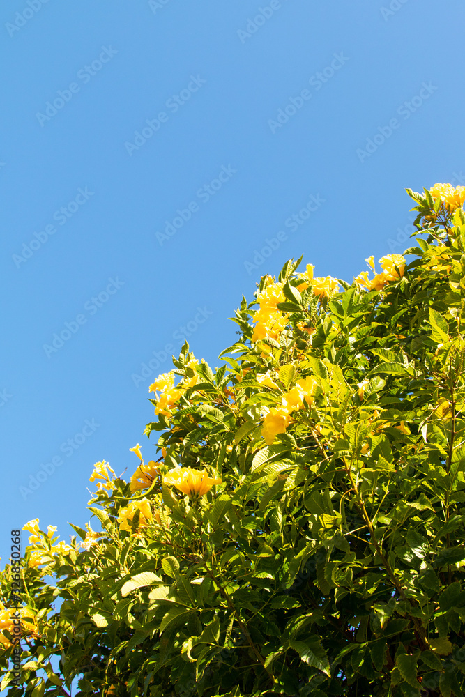 Blooming tree, yellow large flowers against the blue sky. Blooming tree, yellow large flowers against the blue sky.
