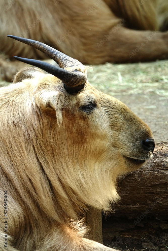 Fototapeta premium ターキン