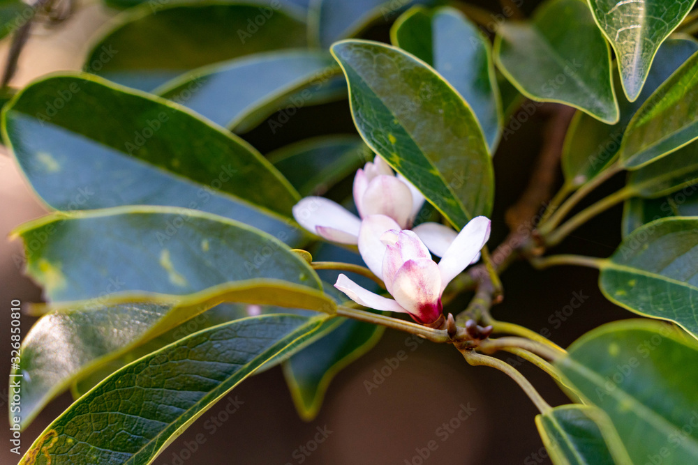 Flower of magnolia - Michelia compressa - are bloom in countryside of Nagasaki prefecture, JAPAN. Flower of magnolia - Michelia compressa - are bloom in countryside of Nagasaki prefecture, JAPAN.