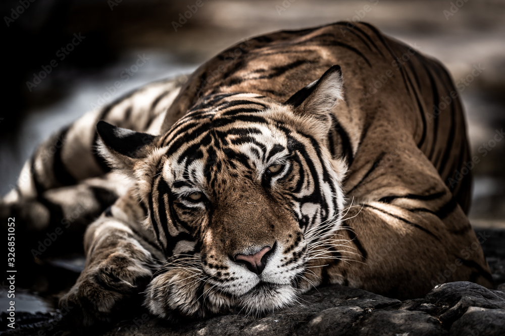 Obraz premium ranthambore wild male tiger Fine art image portrait of wild male bengal tiger extreme close up with eye contact at ranthambore national park or tiger reserve rajasthan india - panthera tigris
