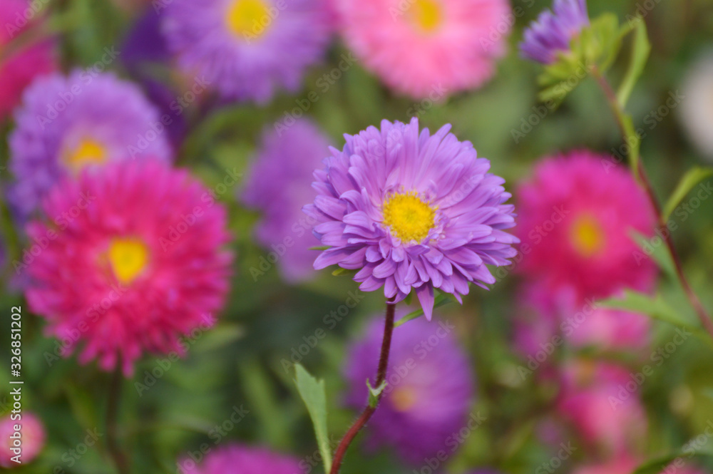 multicolor aster flowers with soft green background multicolor aster flowers with soft green background