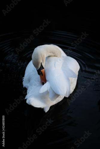 swan