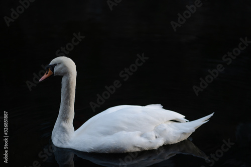 london swan