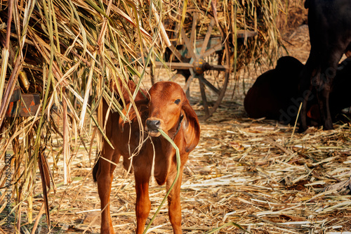 Young calf eating hay from a cart in the field