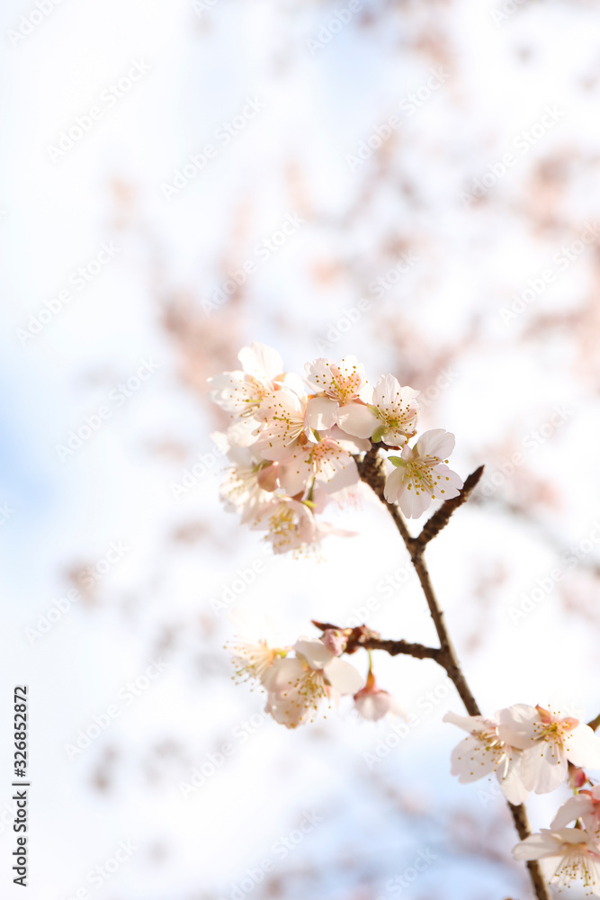 twig of blooming plum tree with pink flowers. seasonal floral background twig of blooming plum tree with pink flowers. seasonal floral background