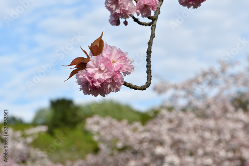 八重桜,Double cherry biossom photo