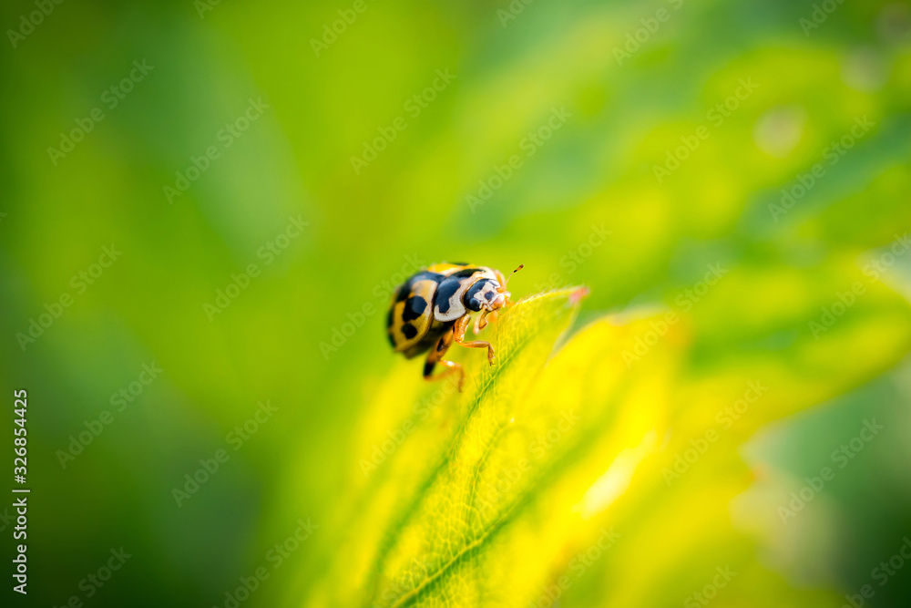 beetle on flower. ladybug close-up on a green leaf. beetle on flower. ladybug close-up on a green leaf.