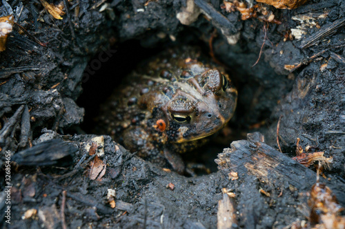 toad in ground photo