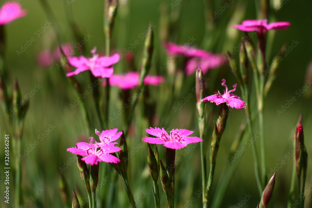On a green background rare pink flowers and buds of a dianthus deltoids. On a green background rare pink flowers and buds of a dianthus deltoids.