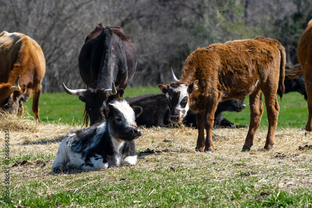 Two cute young calves in a ranch pasture Two cute young calves in a ranch pasture