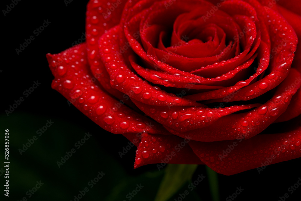 Red rose flower on a black background, close-up. Red rose flower on a black background, close-up.