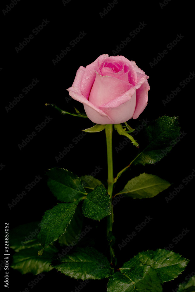 Bright rose flower on black background, close-up. Bright rose flower on black background, close-up.