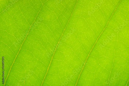 Texture of green leaves for background.