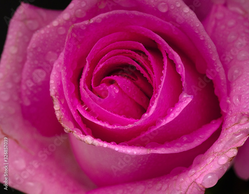 Bright rose flower on black background  close-up.