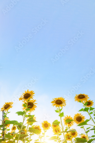 Sunflower field Sunflower natural background. Sunflower blooming. Close-up of sunflower