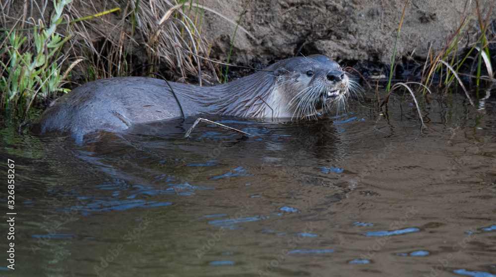 Obraz premium River Otter