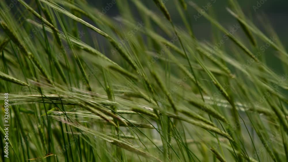 Majestic grass seeds blowing in the wind in slow motion.