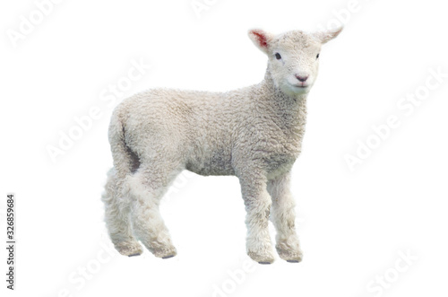Fototapeta Cut out of young sheep isolated on white background looking at camera