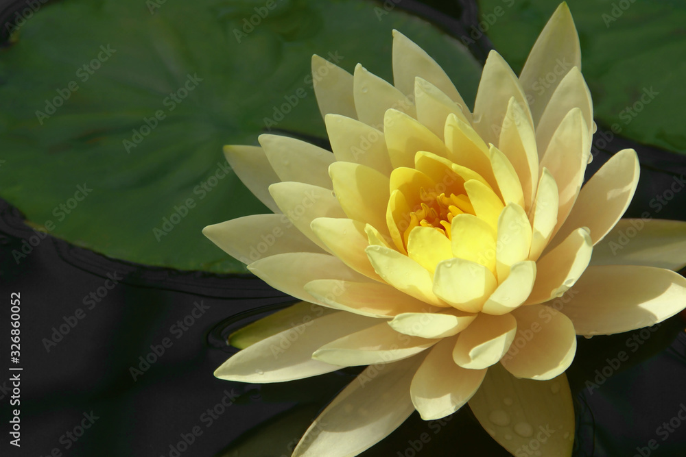 Blooming Yellow Lotus Flower in Garden Pond Blooming Yellow Lotus Flower in Garden Pond