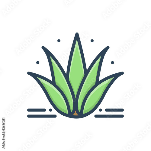Color illustraction icon for agave 
