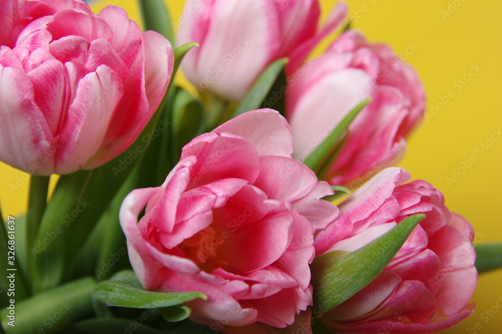 Obraz premium Yellow red tulips bouquet on black background