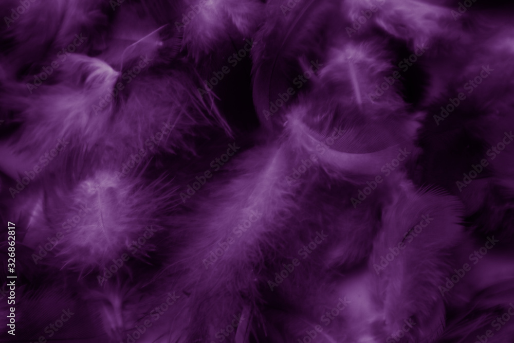 Fototapeta premium Beautiful abstract colorful black and purple blue feathers on black background and soft blue feather texture on dark pattern and blue background, colorful feather, purple banners