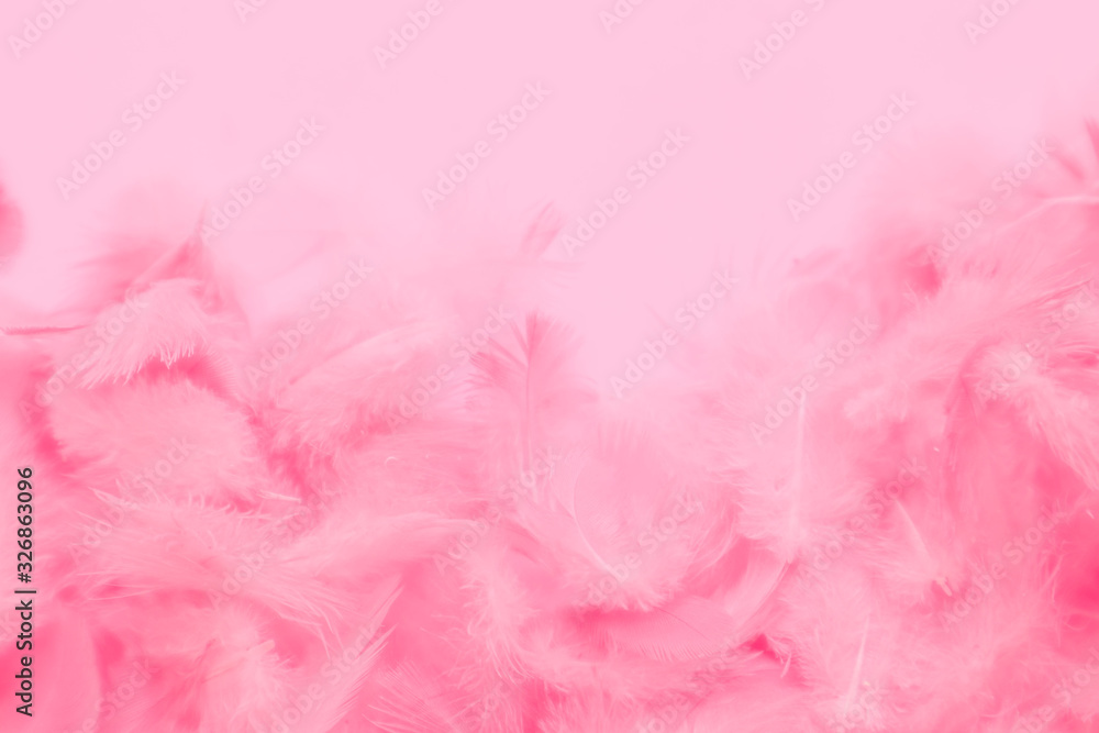 Beautiful abstract colorful white and pink feathers on white background and soft white feather texture on white pattern and light pink background valentine day