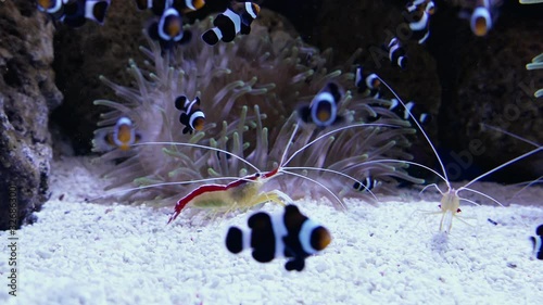Clownfish swim against the background of anemone algae in an aquarium. Pacific cleaner shrimps crawl along the bottom of the aquarium.