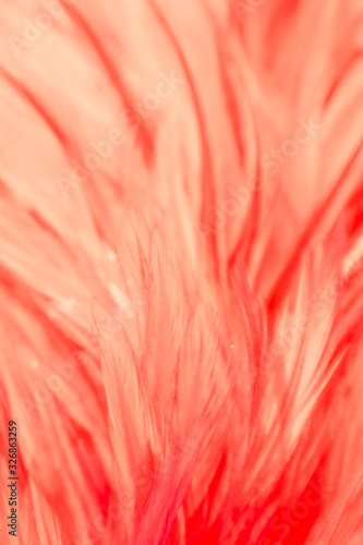 Beautiful abstract colorful red feathers on black background and soft white feather texture on white pattern and light pink background