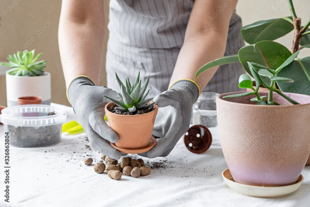 Woman gardener transplantion succulent. Concept of home gardening and planting flowers in pot, plant home decoration