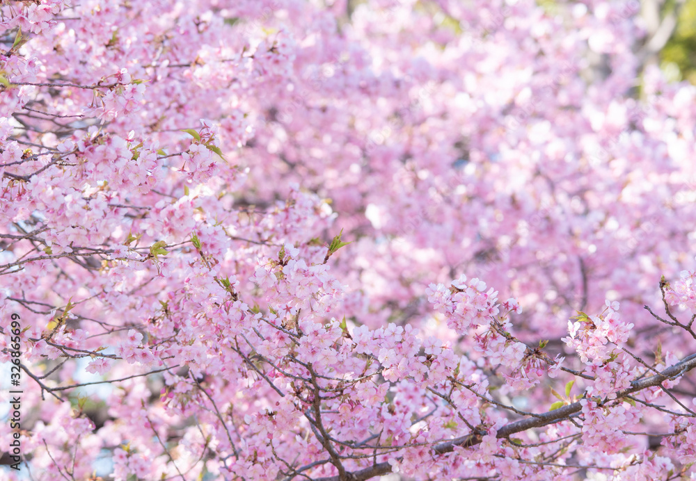 sakura　cherry blossom