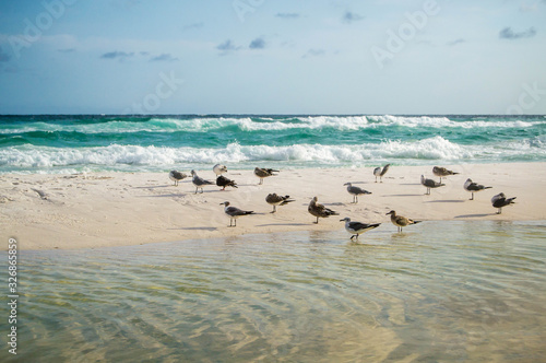 Photography Flock of birds on the beach