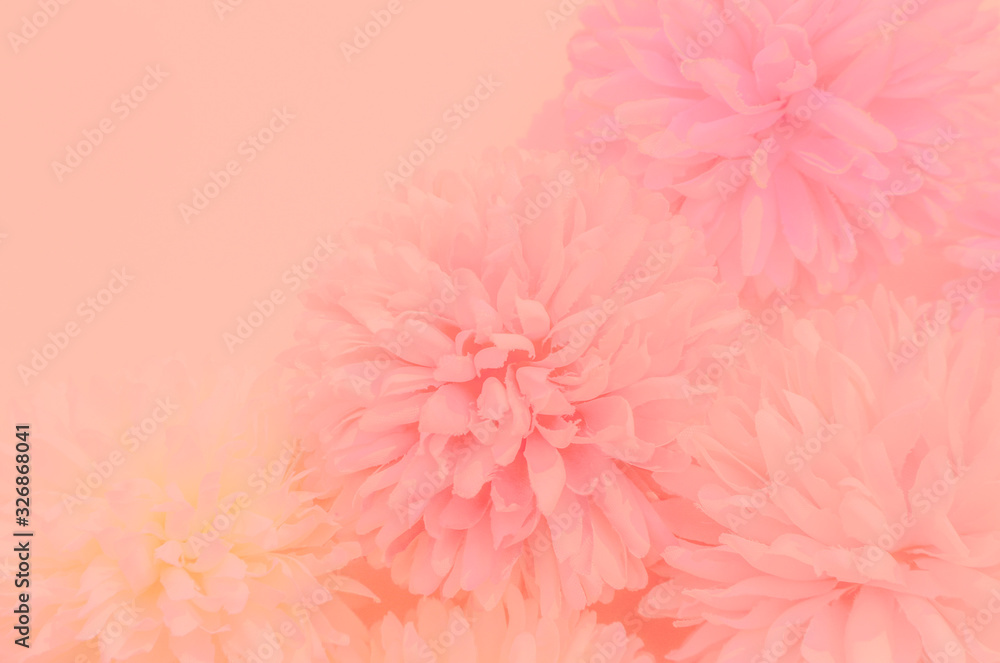 Fototapeta Piękne streszczenie kolor biało-różowe kwiaty grafiki na różowym tle i żółty i biały kwiat rama i pomarańczowe liście tekstury, różowe tło, kolorowy grafika banner szczęśliwy valentine