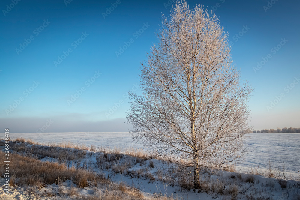 Birch trees in hoarfrost in the rays of the rising sun. Birch trees in hoarfrost in the rays of the rising sun.