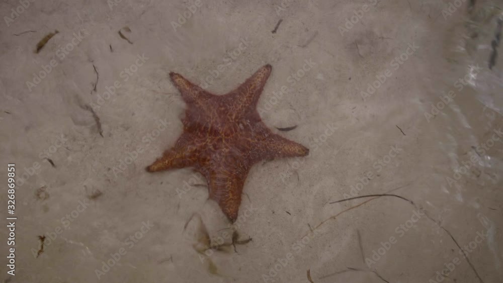 Starfish being pushed by the coastal tide on Grand Cayman. Starfish being pushed by the coastal tide on Grand Cayman.