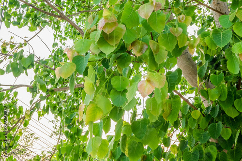 Green Leaf, Bodhi or Peepal leaf ; background with selective focus