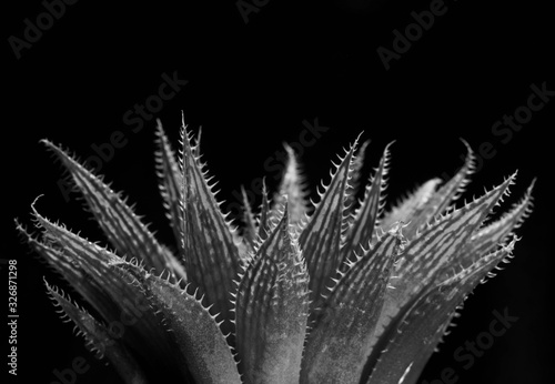 Haworthia, cactus black and white,abstract natural pattern background and textures.