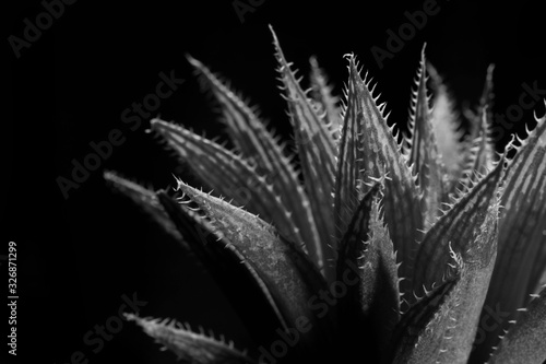 closeup Haworthia, cactus black and white, natural pattern background and textures