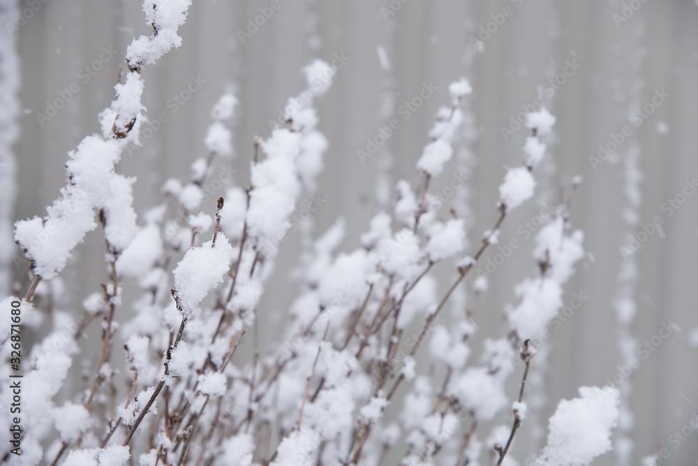 Fresh snow on the bushes. Snowfall, precipitation in the form of wet snow. Winter weather with snow. Defocused background.