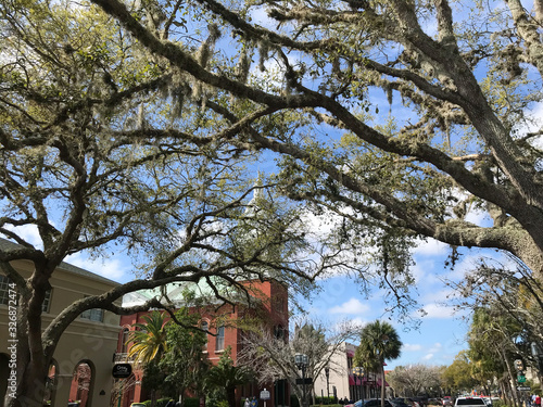 clock tower trees with spanish moss