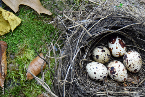 speckled eggs in the nest